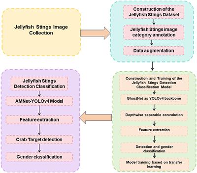 Real-time precision detection algorithm for jellyfish stings in neural computing, featuring adaptive deep learning enhanced by an advanced YOLOv4 framework